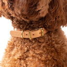 Leather Dog Collar - Large - Dog & Human - Nest & Bird
