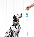San Jose Dog Lead - Dog & Human - Nest & Bird