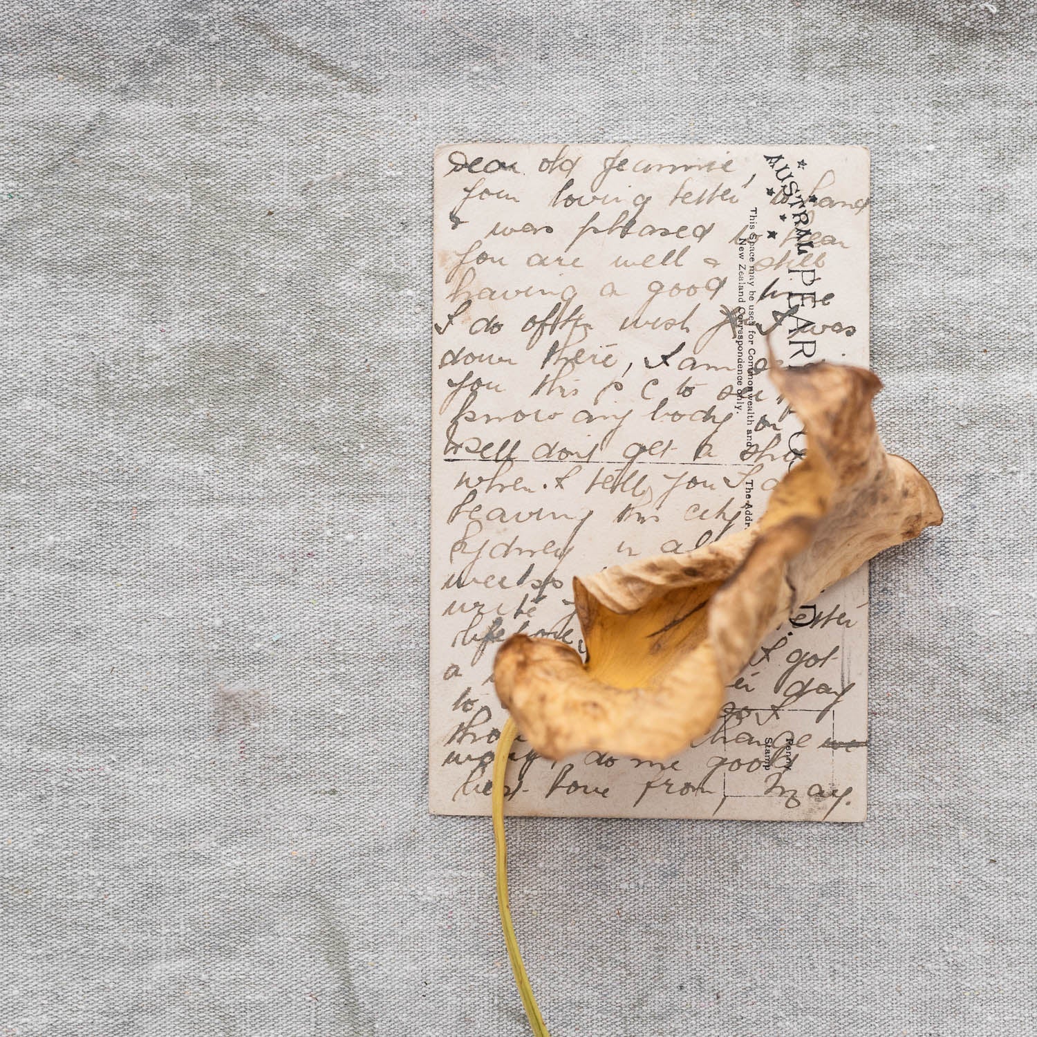 Cards - Nest & Bird