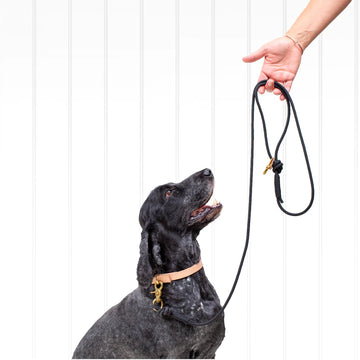 New York Dog Lead - Dog & Human - Nest & Bird